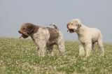 LAGOTTO 110